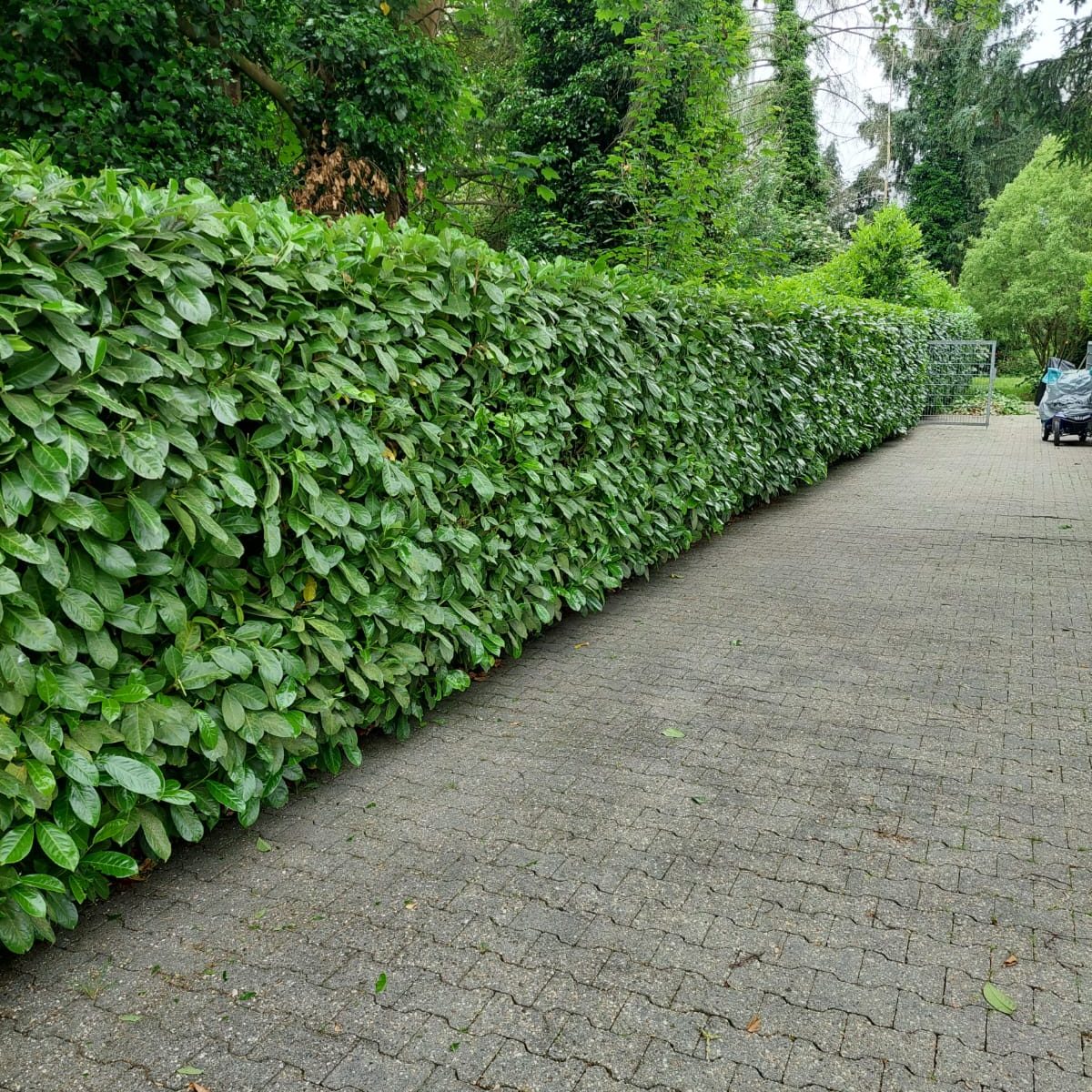 Grundstückspflege mit Haus-Engel24